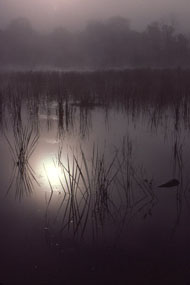 Beaver Marsh with Reflection