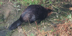 Beaver in CVNP