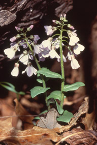 Purple cress