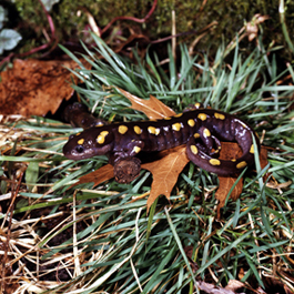 Spotted Salamander