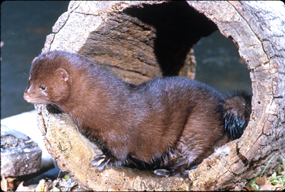 Mink