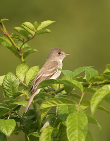 Willow flycatcher