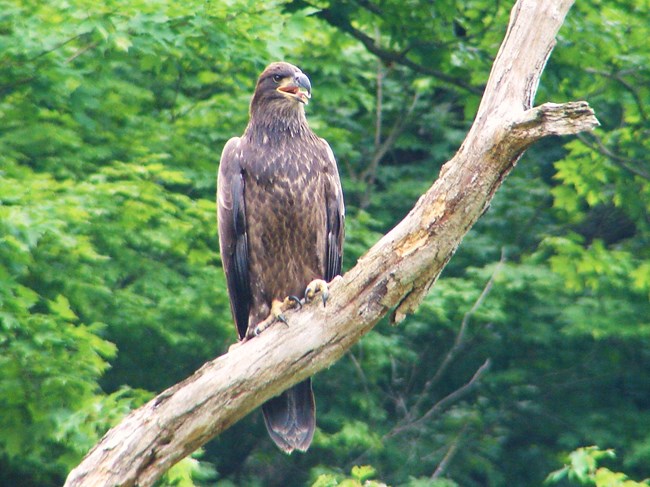 A brown immature eagle stands upright on a diagonal, dead tree trunk.
