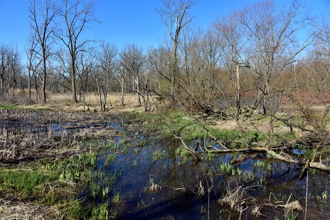 Shallow body of water with mostly brown plants throughout; green shoots poke up out of the water.