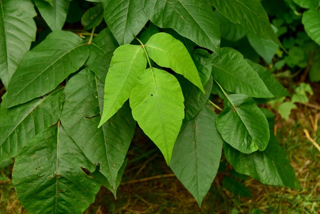Photo of a posion ivy plants leaves of three