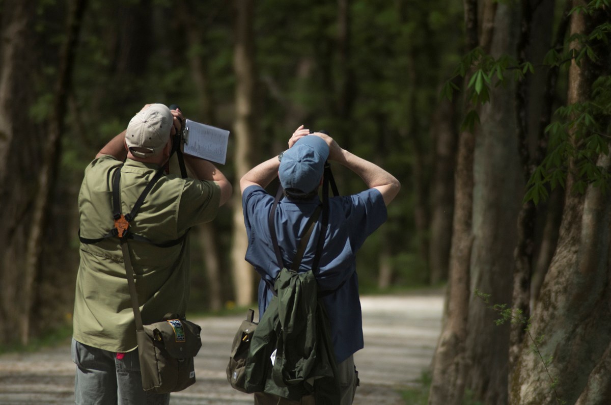 Two people wearing shoulder bags and ballcaps shown from behind; each holds binoculars up to their eyes and looks up into the trees in front of them.