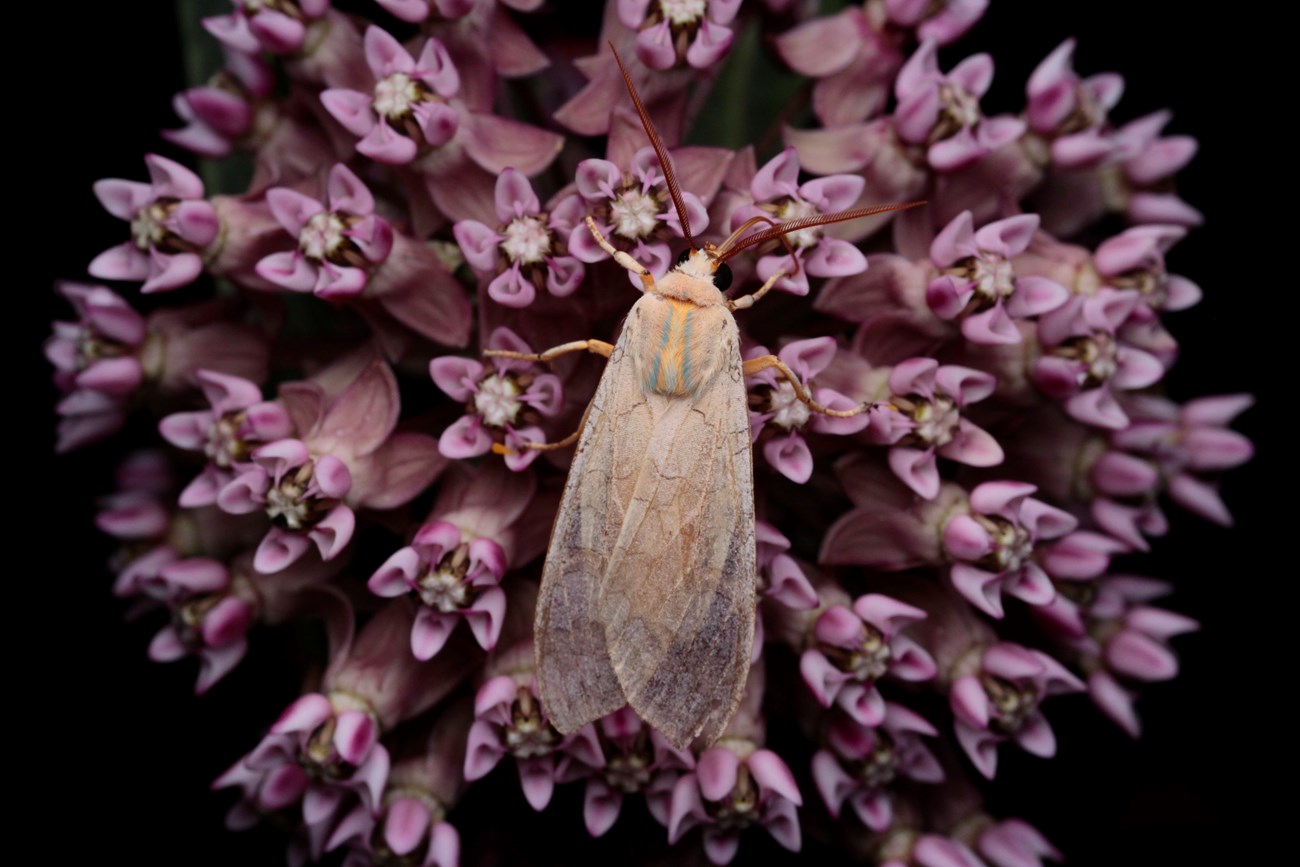 A delicate, cream moth with lacy wings and pale blue stripes on its back sits on a purple flower.