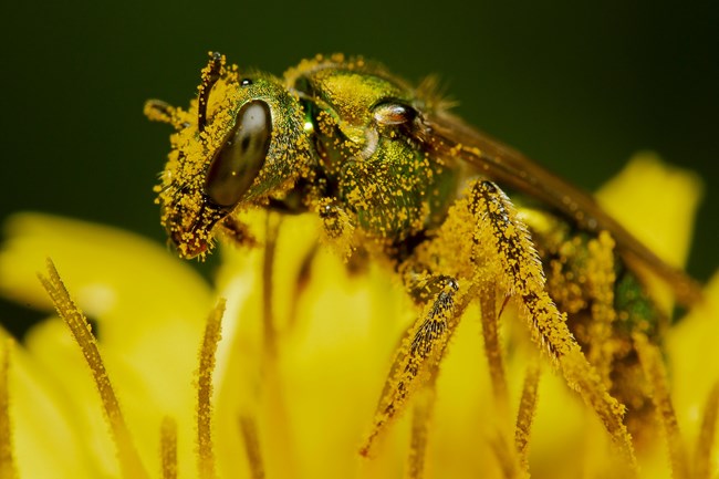 Close up of an iridescent green bee on a blurry yellow flower. Yellow grains coat its hairy body.