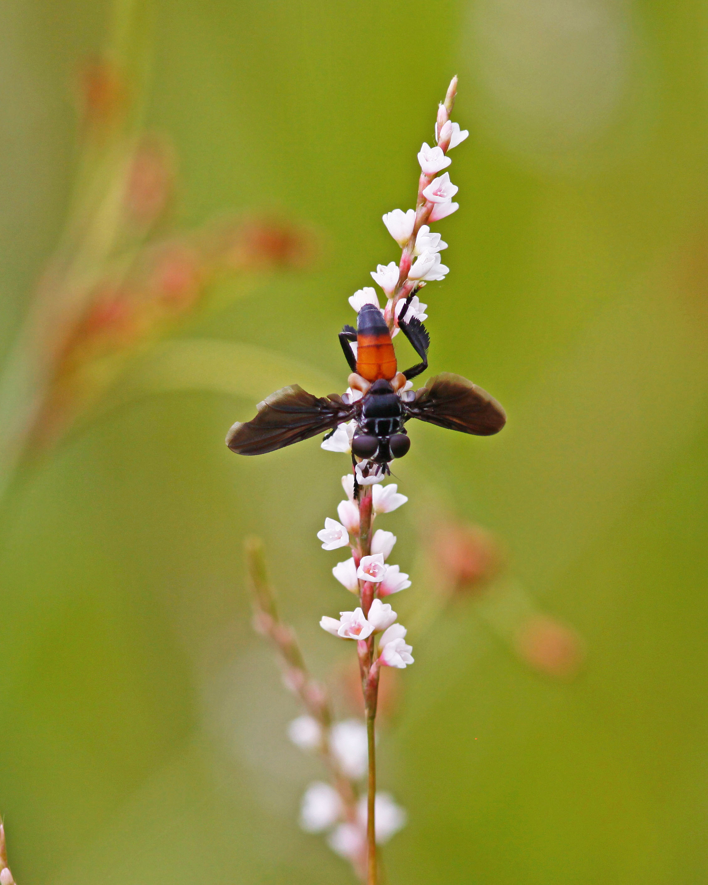 National Learn About Butterflies Day - Alabama Cooperative