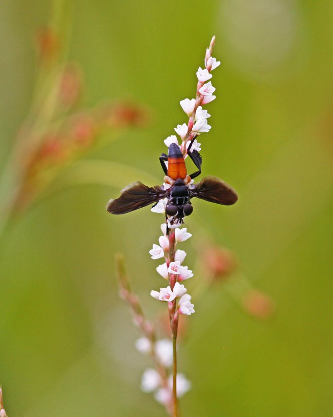 A black and orange fly with a leg comb sits upside down, probing a spike of delicate white flowers.