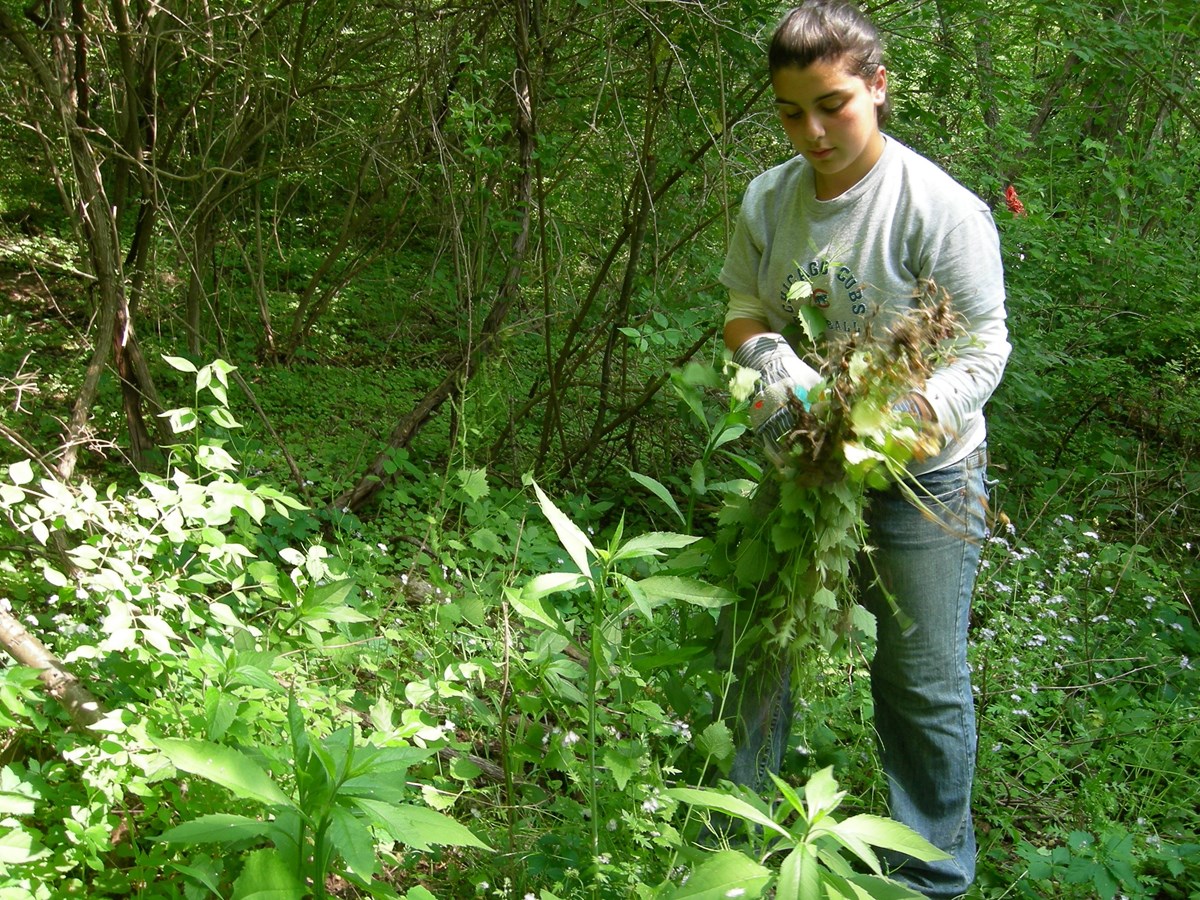 Student Removes Garlic Mustard 2 a girl removes garlic mustard plant from a patch of weeds