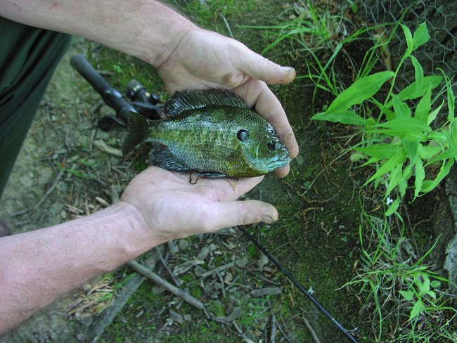 A blue-green fish cradled between two hands out of the water; a fishing rod on the ground below.