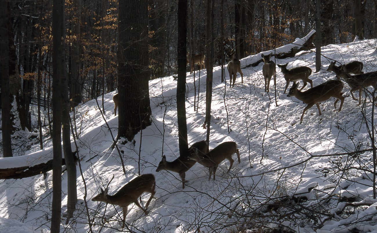 What Are Your Thoughts on These 10 Massive Farm-Raised Deer