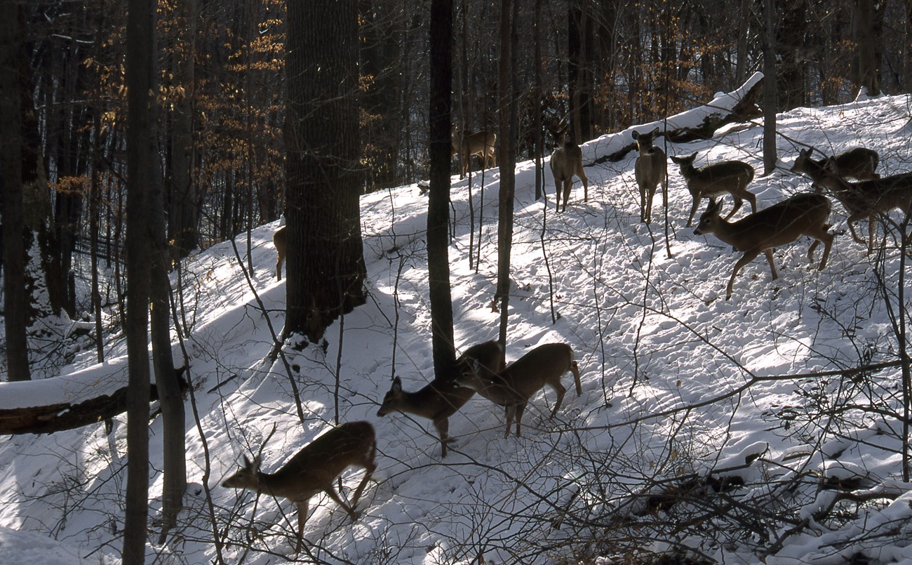 seven deer in a forested area in the snow