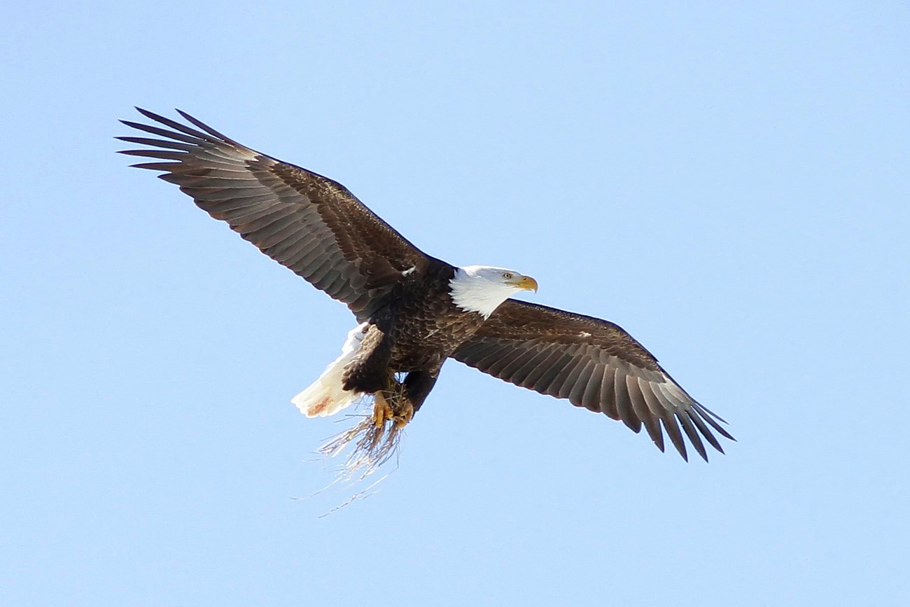 A brown-and-white eagle flying with wings spread wide and grass in its talons.