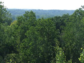 Green trees in the foreground yield to bluish distant trees behind.