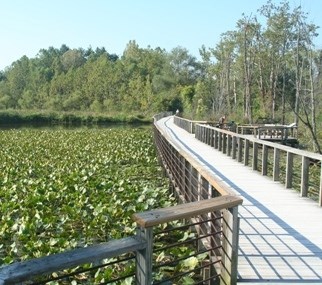 Beaver Marsh & Boardwalk in summer