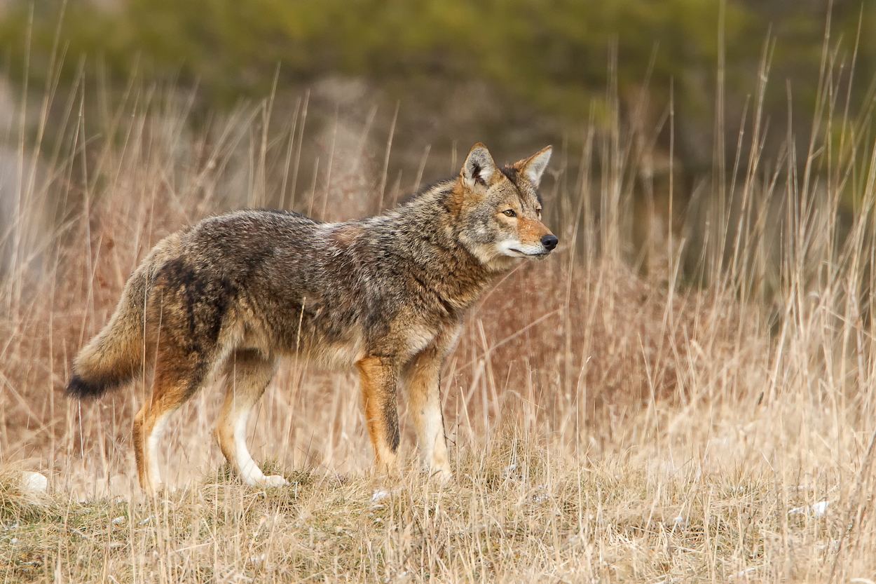 coyote at Brecksville Reservation1Feb12 Joshua Clark