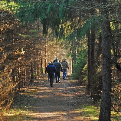 A group of six people in winter coats walking away from the camera, down a trial through rows of evergreen trees.