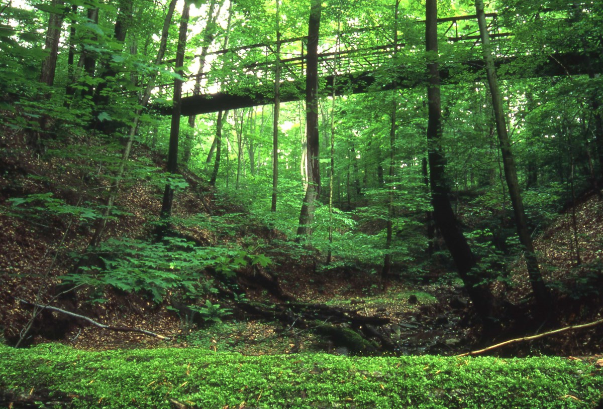 Bridge over a depression in the woods in summer. Bridge over a depression in the woods in summer.