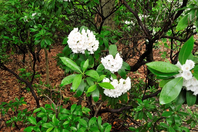 Nature at Fort Dupont