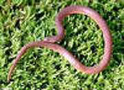 eastern worm snake