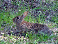 eastern cottontail rabbit