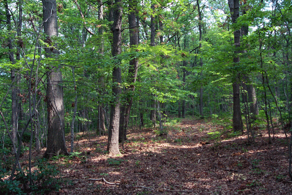 A scenic forest shot