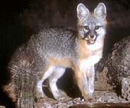 gray fox