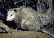 virginia opossum