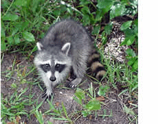 raccoon