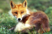 red fox