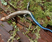 five-lined skink