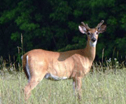 white tailed deer