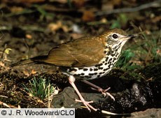 wood_thrush_CLO wood_thrush_CLO