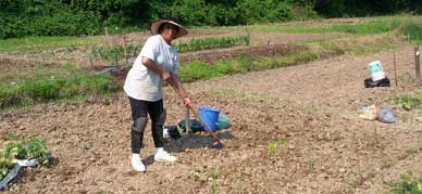 community-gardener-at-fodu community-gardener-at-fodu