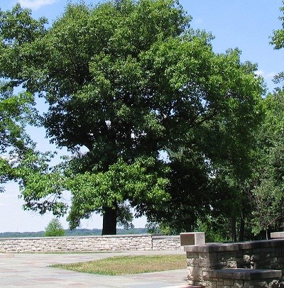 HPIC Tree