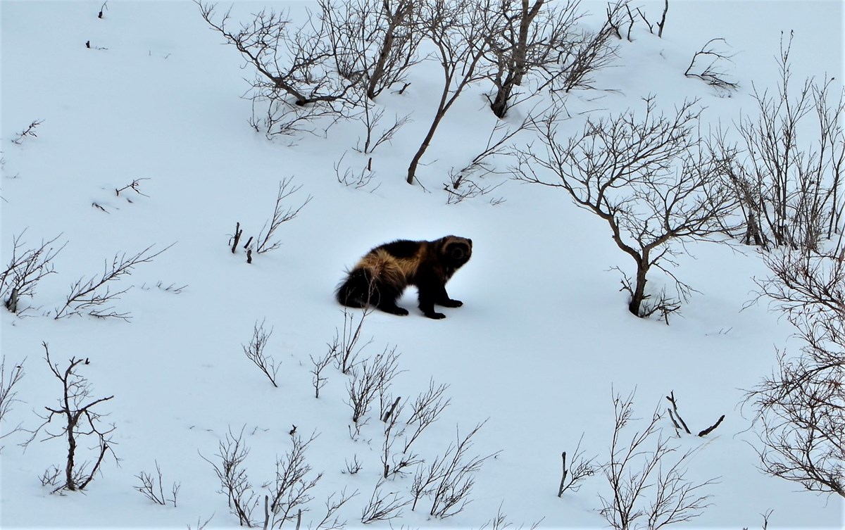 a wolverine walking down a snowy hillside a wolverine walking down a snowy hillside