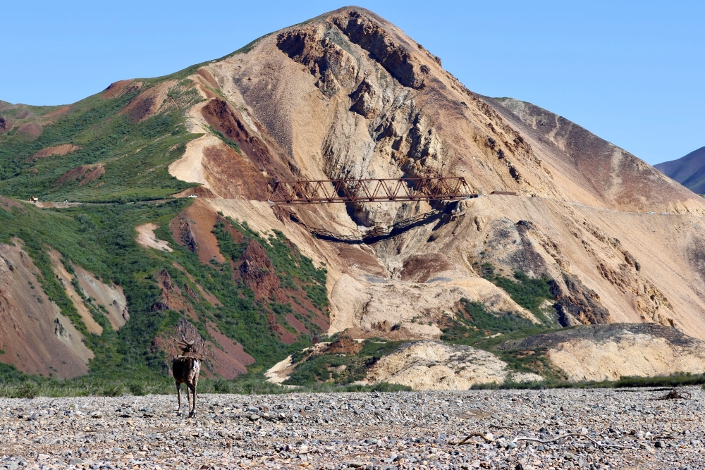 A caribou stands on a gravel river bar looking up at a mountainside covered in brown and orange rocks with a large bridge stretching across a landslide on the side of the mountain.