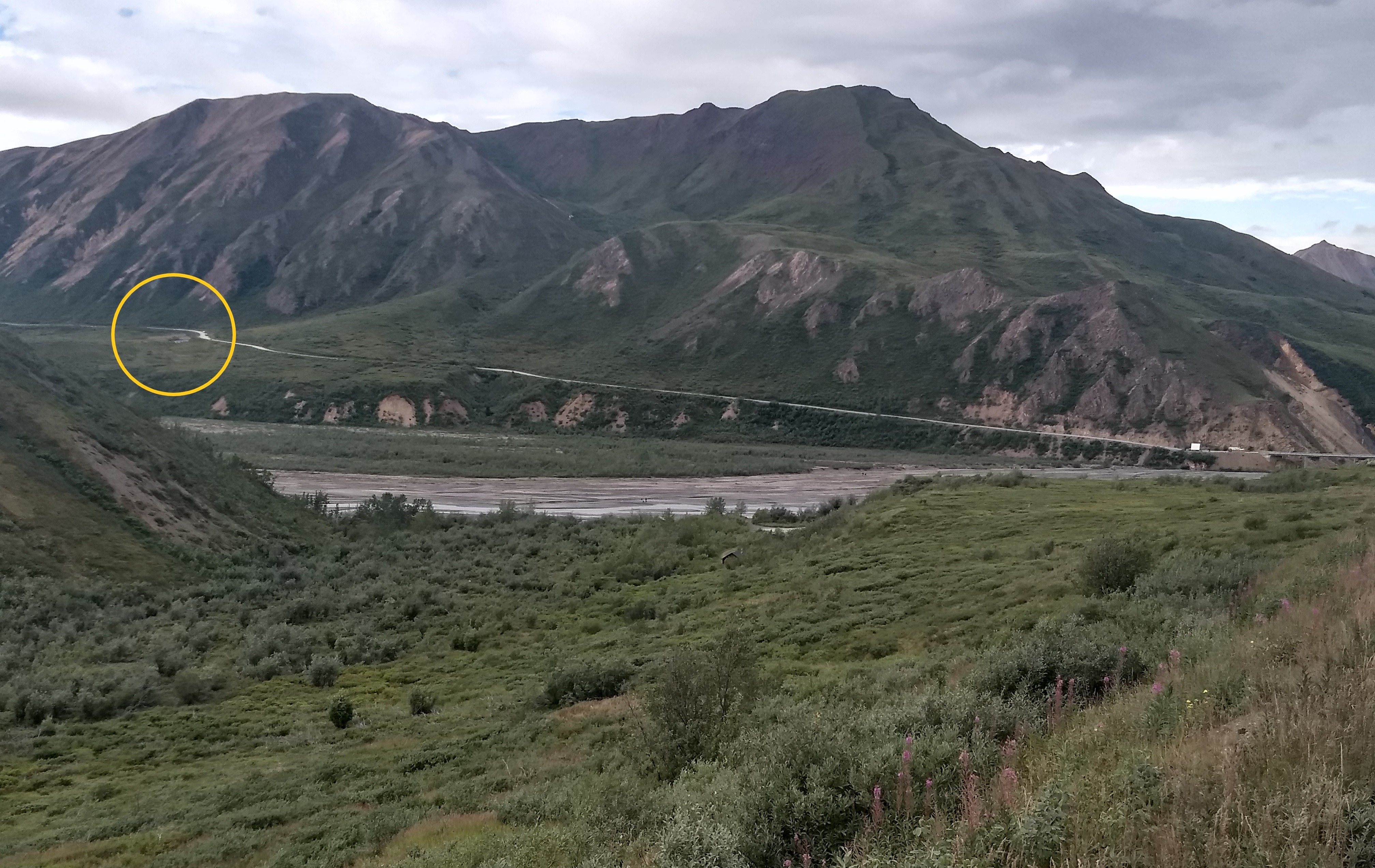 Mile 44 staging area Looking west from the park road across the East Fork River to where the road climbs west up Polychrome Mountain. A widened section of road in the distance is circled in yellow.