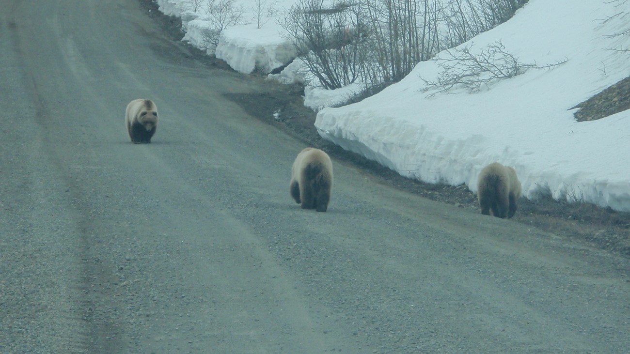 three bears walking down a dirt road