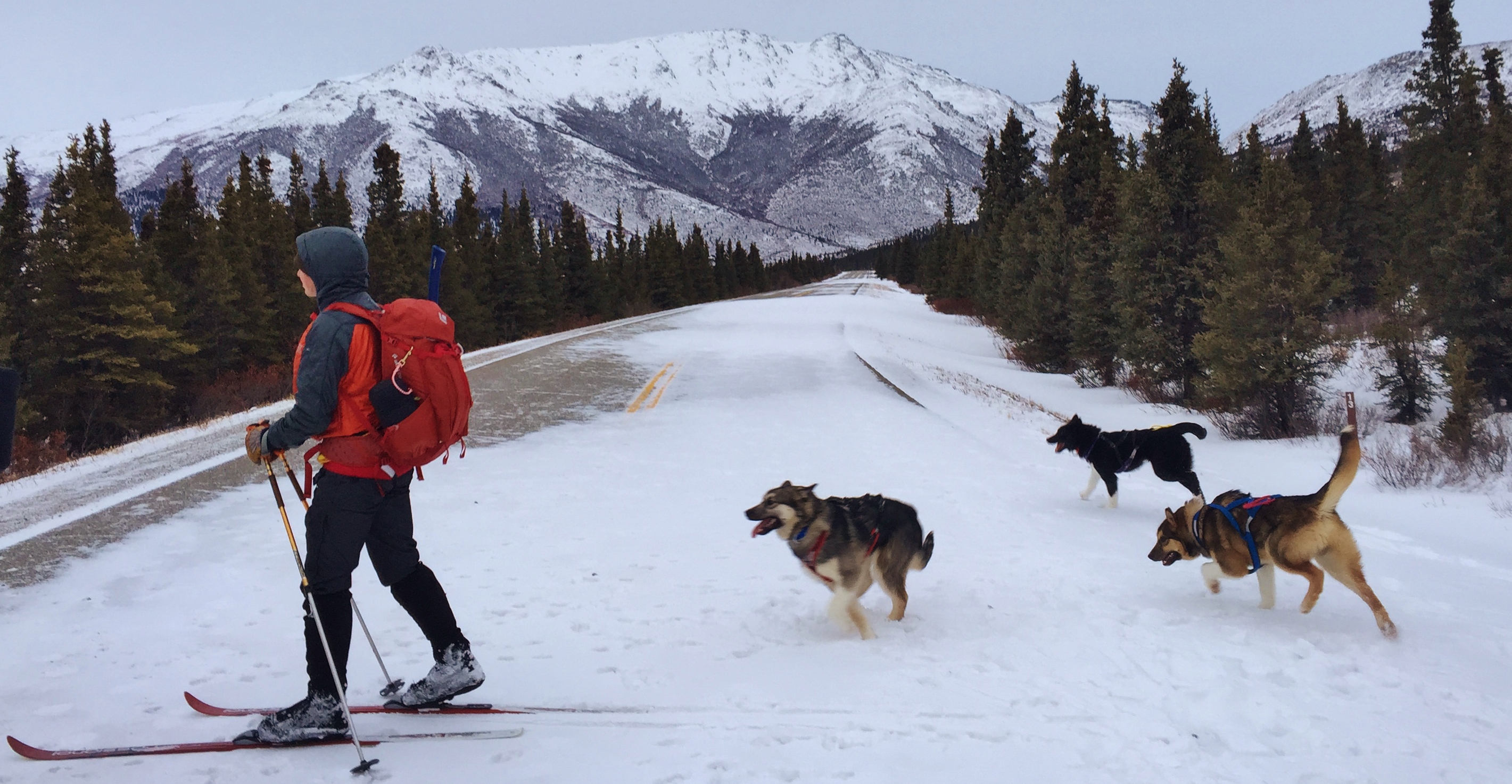 Disco, Vista and S'more following staff on skis 