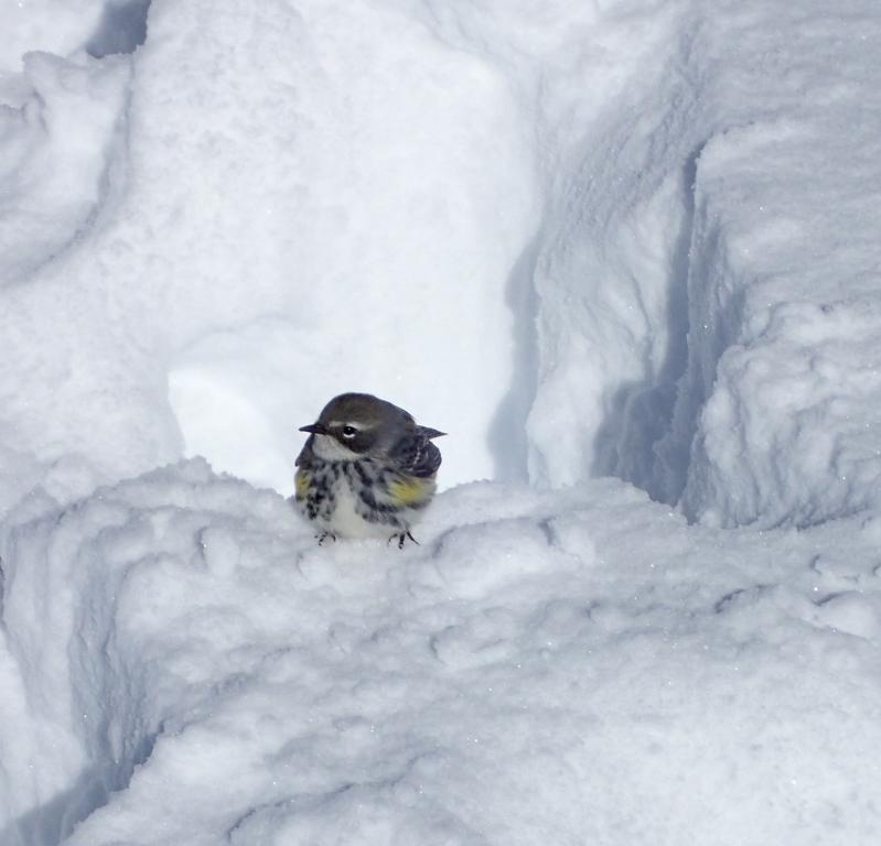 Yellow rumped warbler in the snow