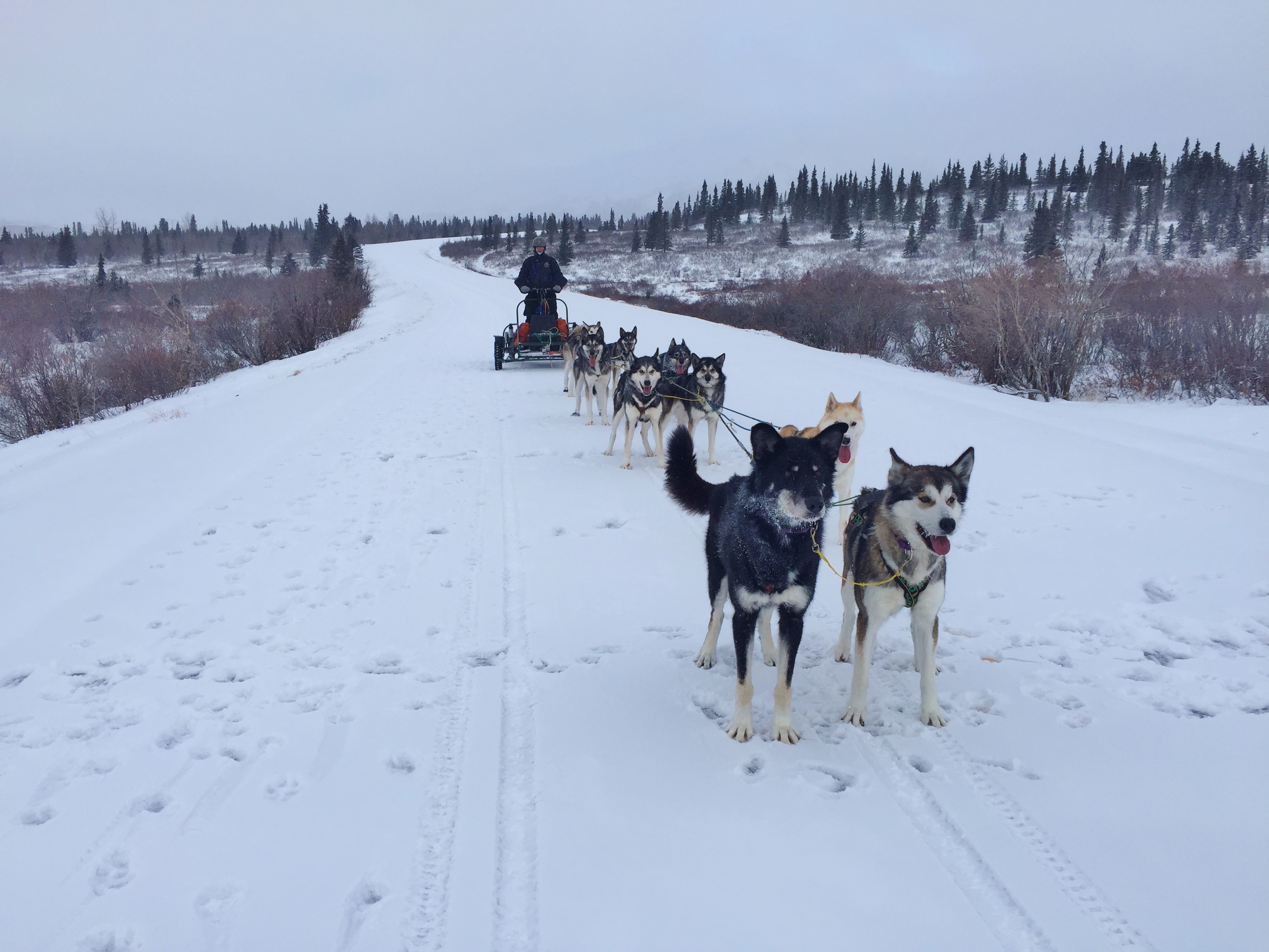 dogs with cart on snowy road