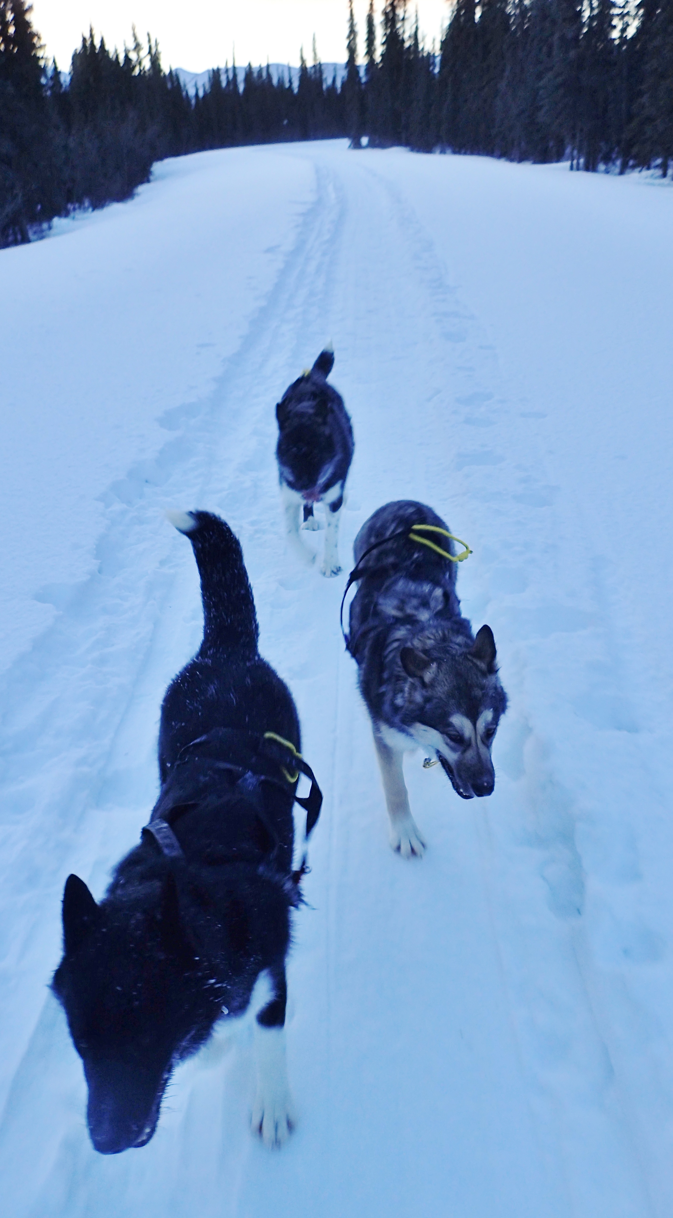 The Three Girl Puppies (Disco, Vista and Solace) Following a Team