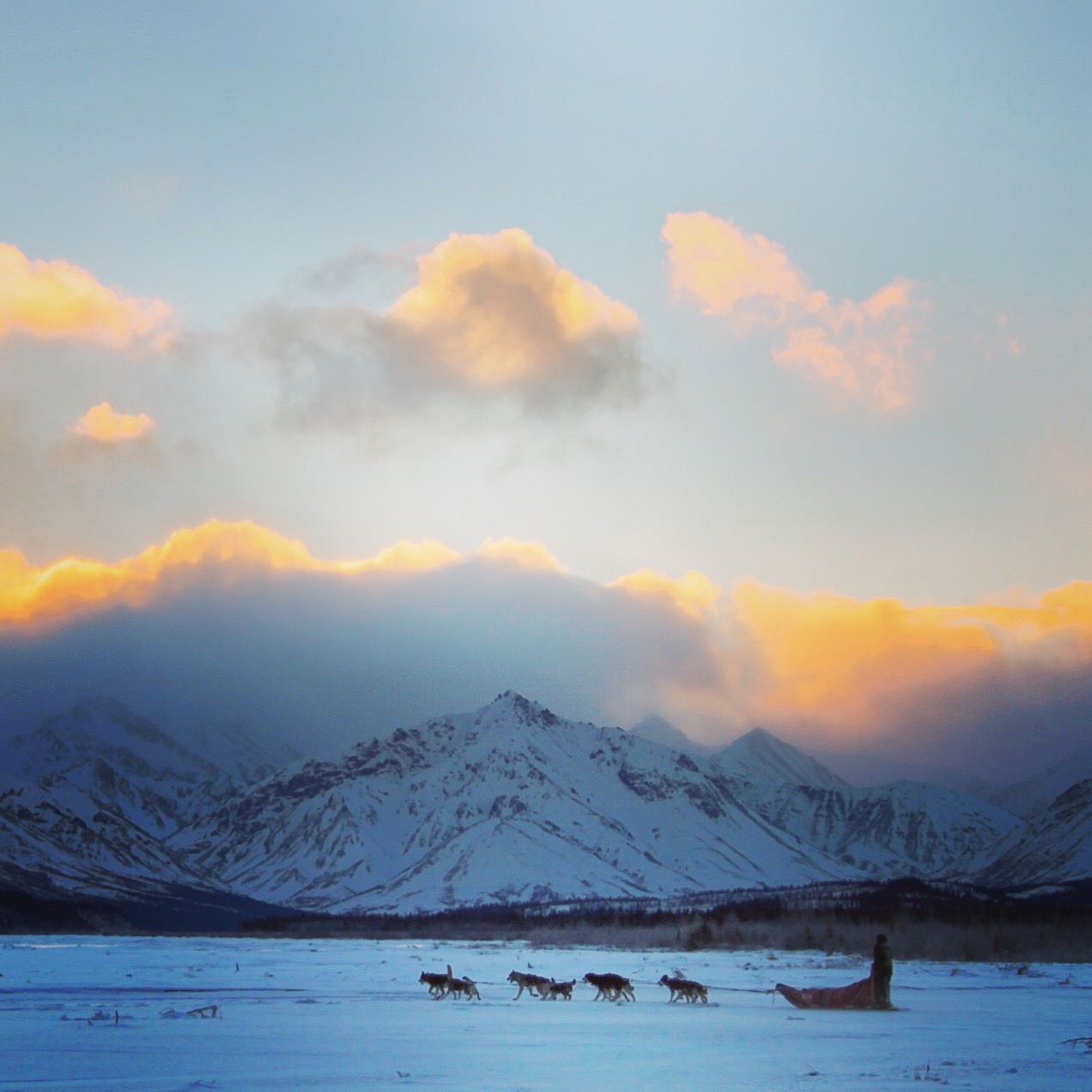 A Team on the Teklanika River