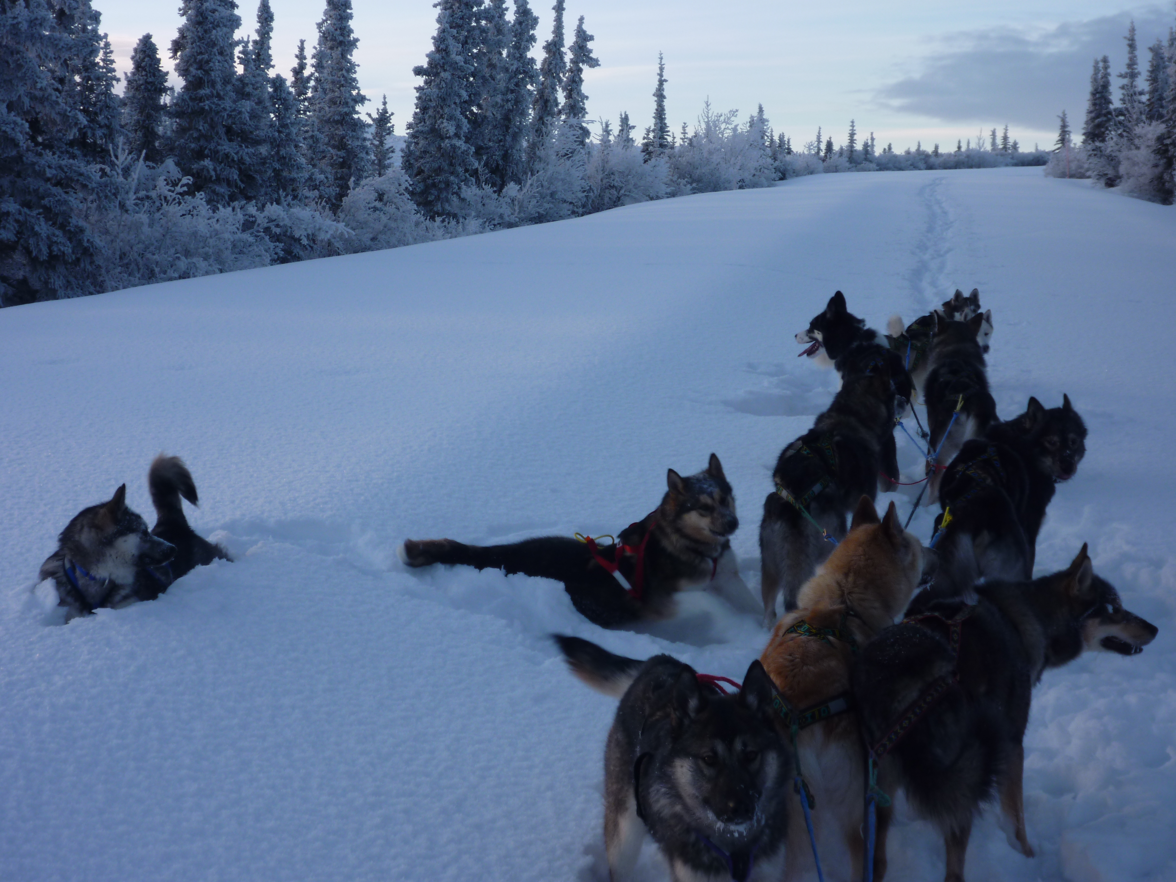 The Boy Puppies (S'more, Venture and Summit) Following a Team