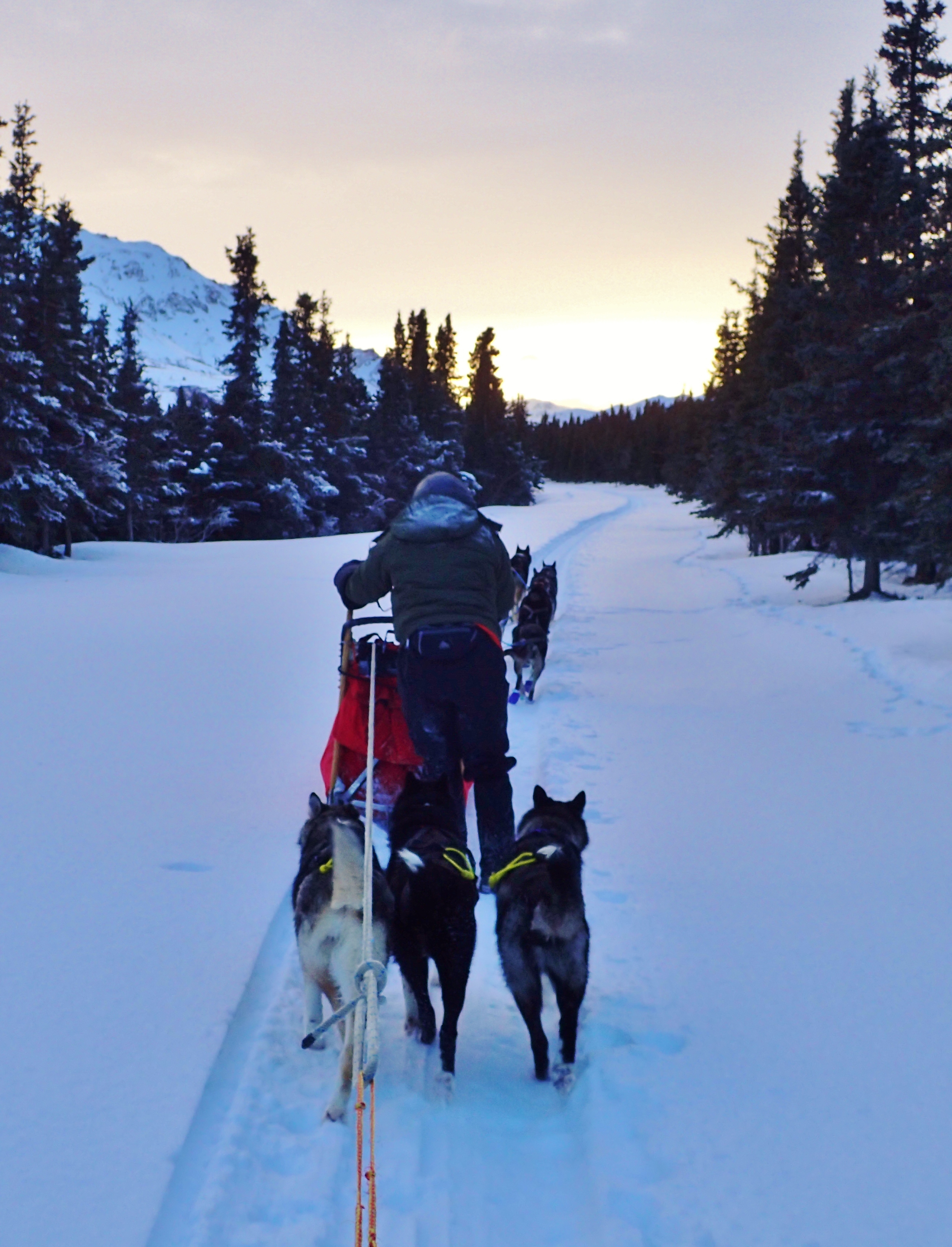 Our Three Girl Puppies (Vista, Disco and Solace) Following a Team by Igloo