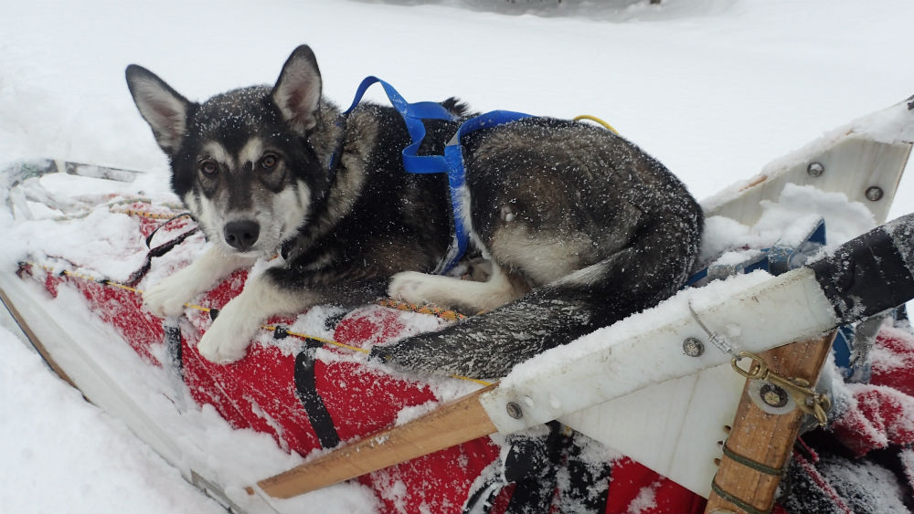 A puppy rests on top of a dogsled