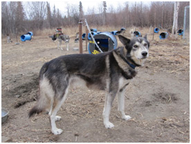 Image of Silver at his dog house
